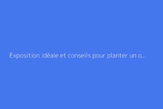 Exposition idéale et conseils pour planter un oranger du Mexique