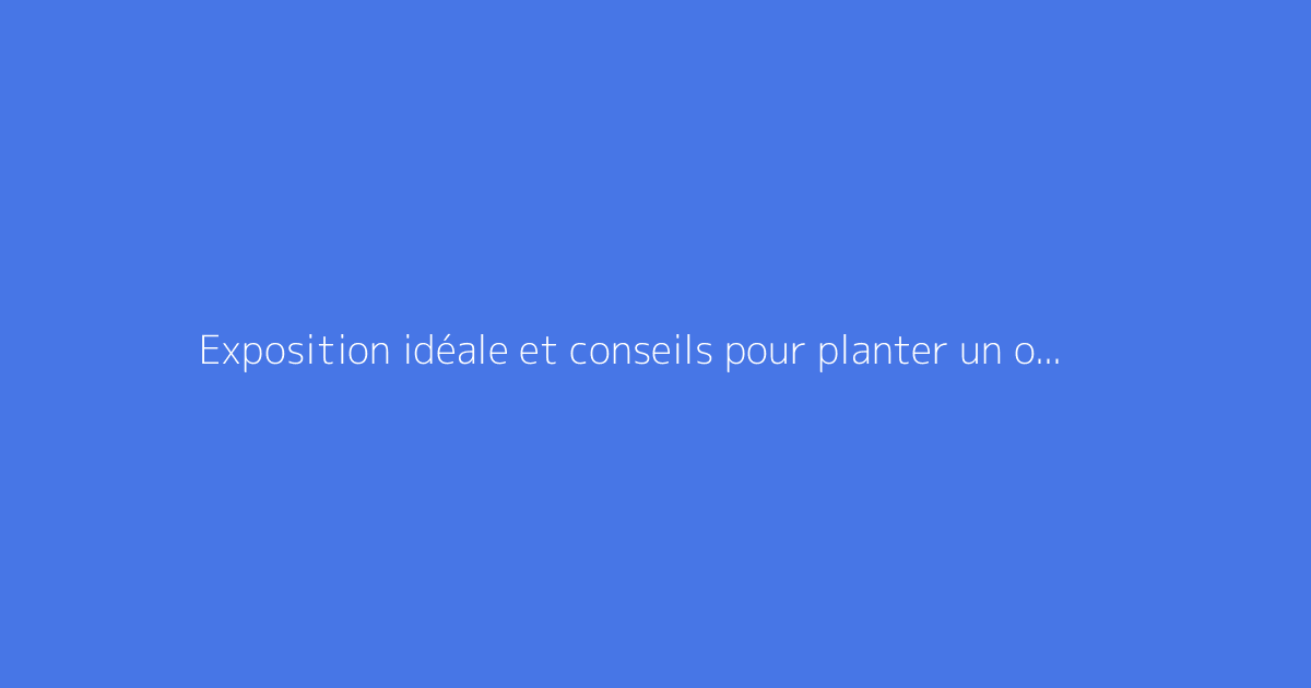Exposition idéale et conseils pour planter un oranger du Mexique