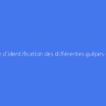 Guide d’identification des différentes guêpes en France