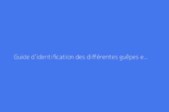Guide d’identification des différentes guêpes en France