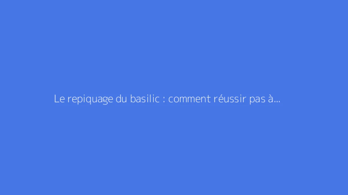 Le repiquage du basilic : comment réussir pas à pas