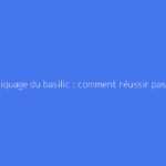 Le repiquage du basilic : comment réussir pas à pas