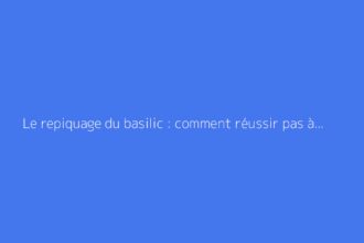 Le repiquage du basilic : comment réussir pas à pas