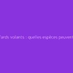 Les cafards volants : quelles espèces peuvent prendre leur envol ?