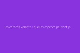 Les cafards volants : quelles espèces peuvent prendre leur envol ?