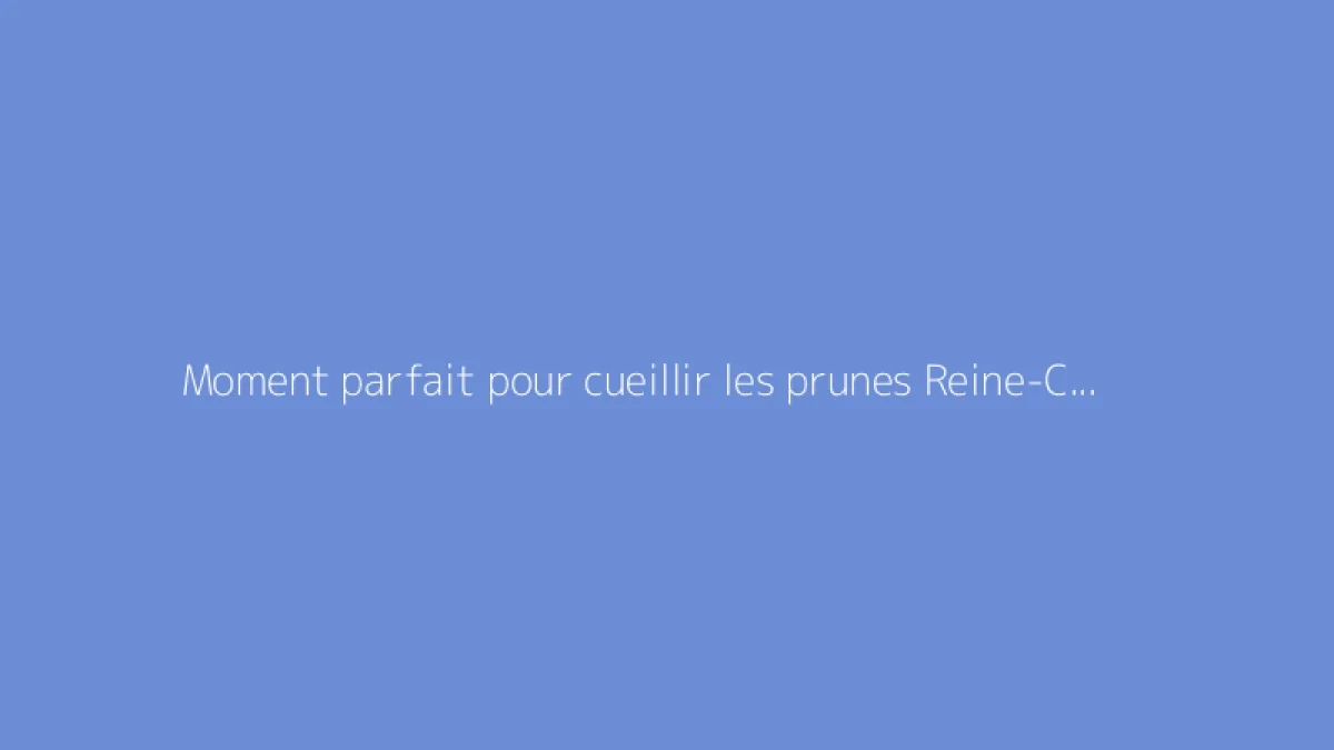 Moment parfait pour cueillir les prunes Reine-Claude