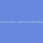 Moment parfait pour cueillir les prunes Reine-Claude