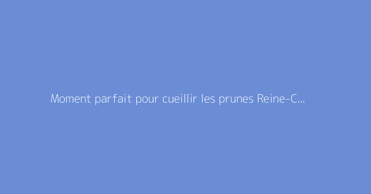 Moment parfait pour cueillir les prunes Reine-Claude