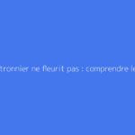 Mon citronnier ne fleurit pas : comprendre les causes et agir