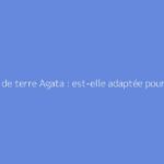 Pomme de terre Agata : est-elle adaptée pour la friture ?