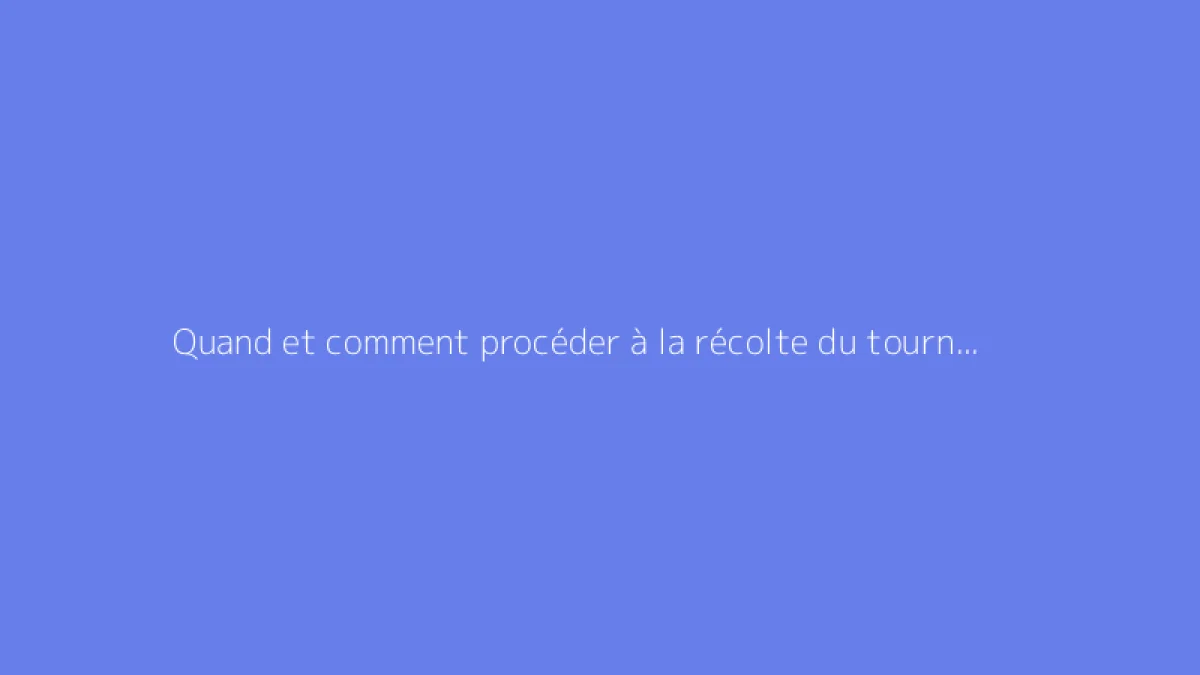 Quand et comment procéder à la récolte du tournesol