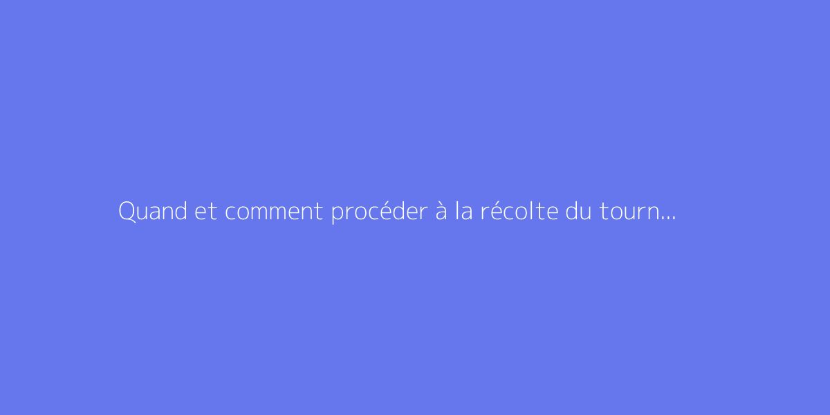 Quand et comment procéder à la récolte du tournesol