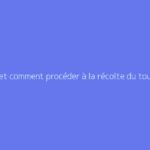 Quand et comment procéder à la récolte du tournesol
