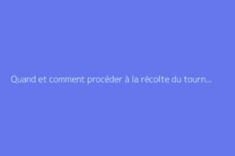 Quand et comment procéder à la récolte du tournesol