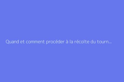 Quand et comment procéder à la récolte du tournesol
