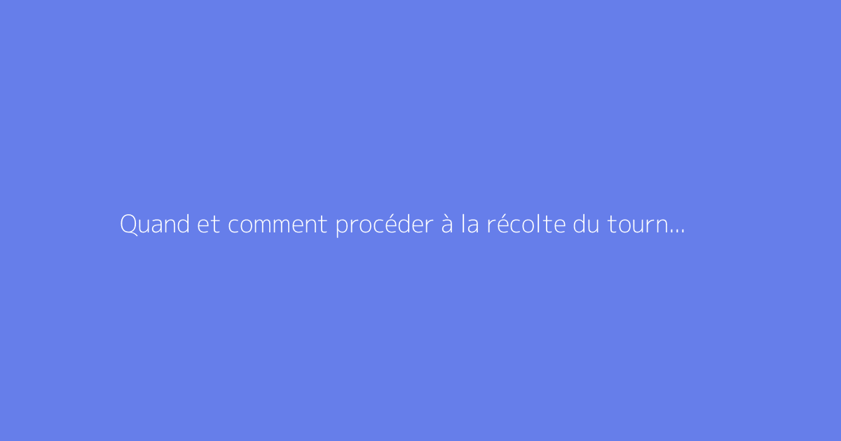 Quand et comment procéder à la récolte du tournesol