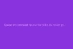 Quand et comment réussir la taille du rosier grimpant sans erreur