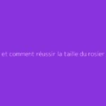 Quand et comment réussir la taille du rosier grimpant sans erreur