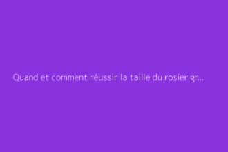 Quand et comment réussir la taille du rosier grimpant sans erreur