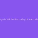 Quel engrais est le mieux adapté aux rosiers ?