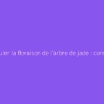 Stimuler la floraison de l’arbre de jade : conseils pratiques