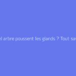 Sur quel arbre poussent les glands ? Tout savoir sur le chêne