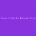 Traiter les cochenilles du citronnier efficacement avec du savon noir