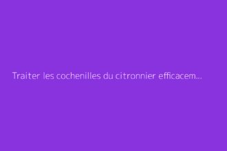 Traiter les cochenilles du citronnier efficacement avec du savon noir